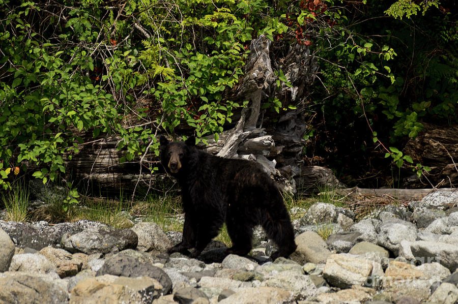 Black Bear Stroll Photograph by Louise Magno