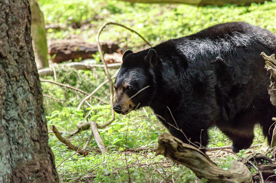 Black Bear Photograph by Timothy Anable