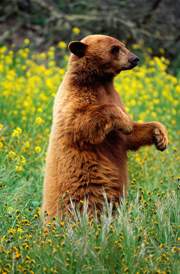 Black Bear Ursus Americanus Standing In Photograph by Art Wolfe