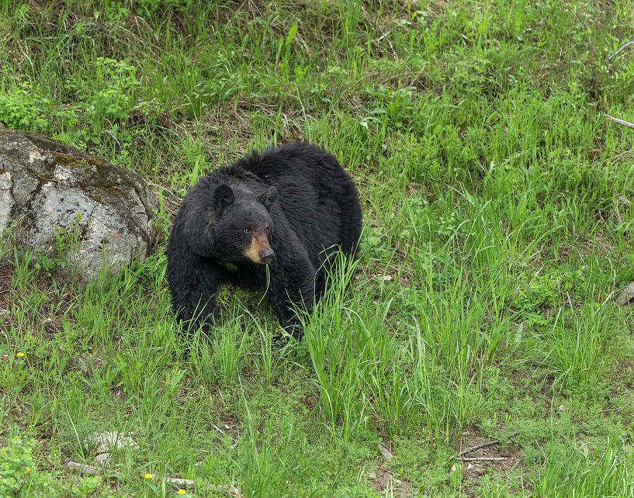 Black Bear Photograph - Black Bear (ynp) by Galloimages Online
