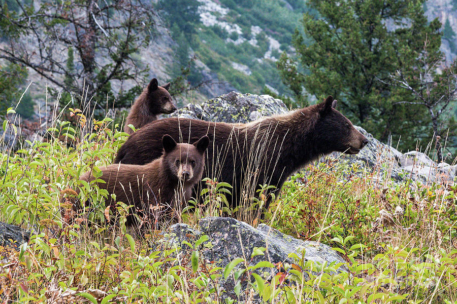 Bears 1 Photograph by Paul Quinn