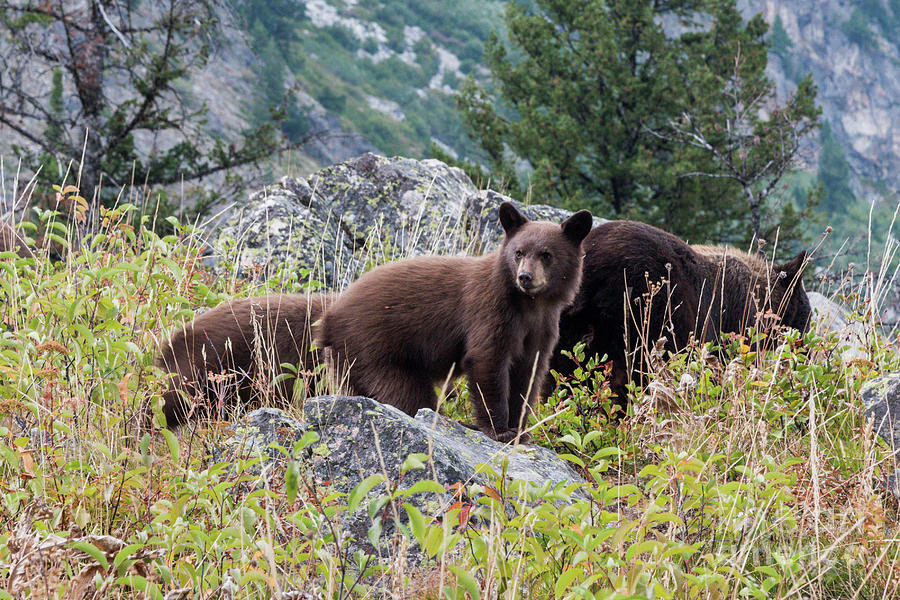 Bears 3 Photograph by Paul Quinn