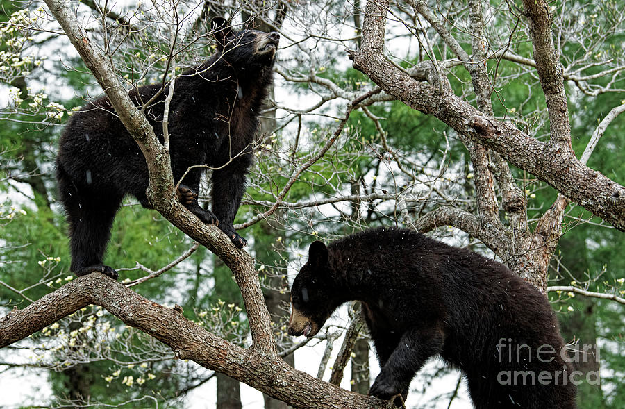 Black Bears in Dogwood Tree Photograph by David Oppenheimer
