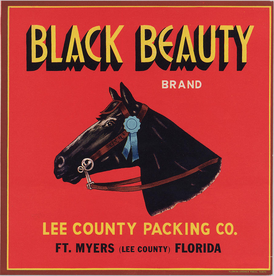 Black Beauty Brand Painting by Unknown