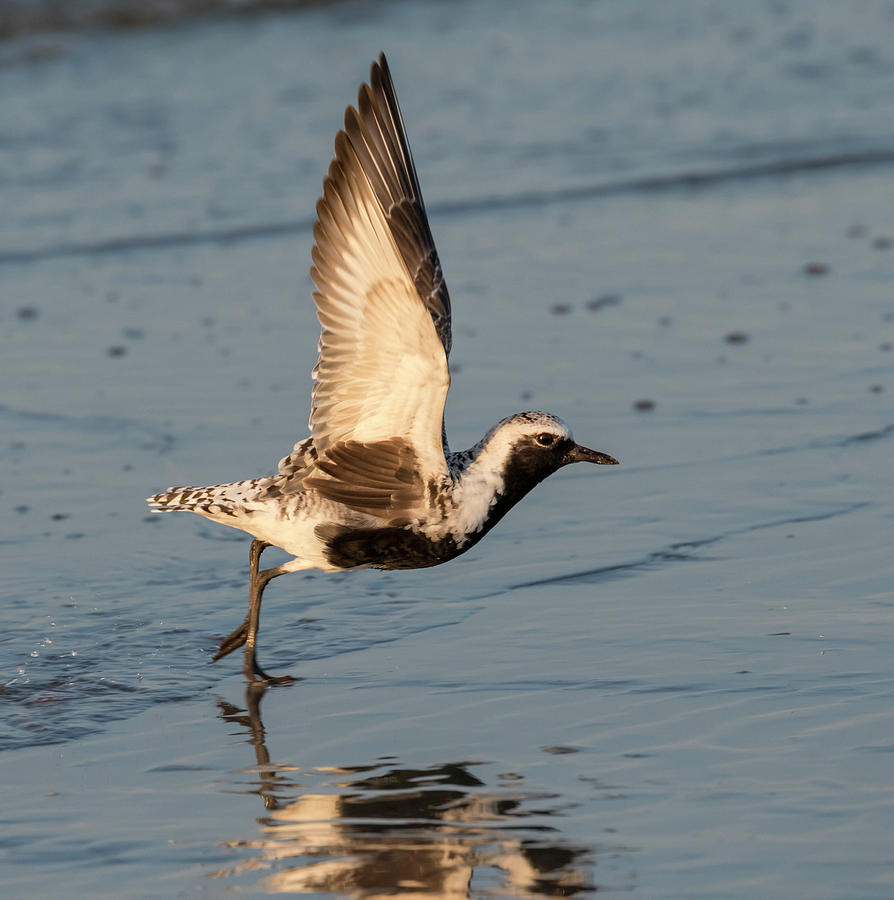 Black-bellied Or Gray Plover Photograph by Ivan Kuzmin