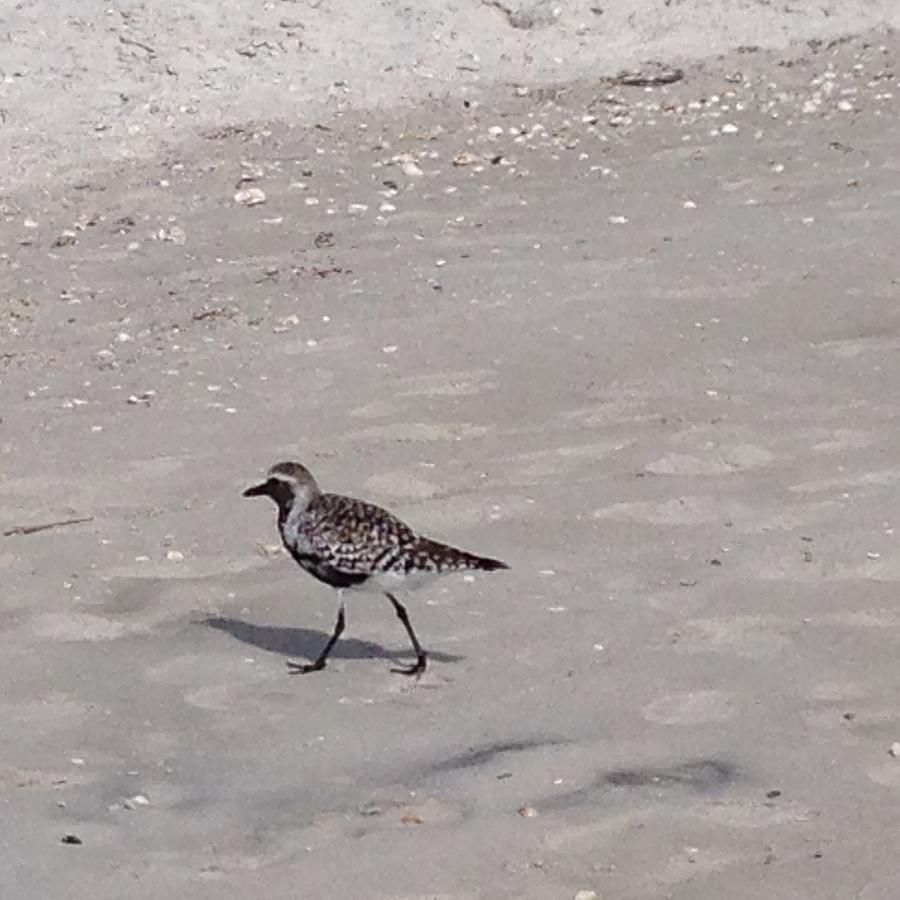 Black Bellied Plover Scavenging on the Beach Photograph by Laura Smith