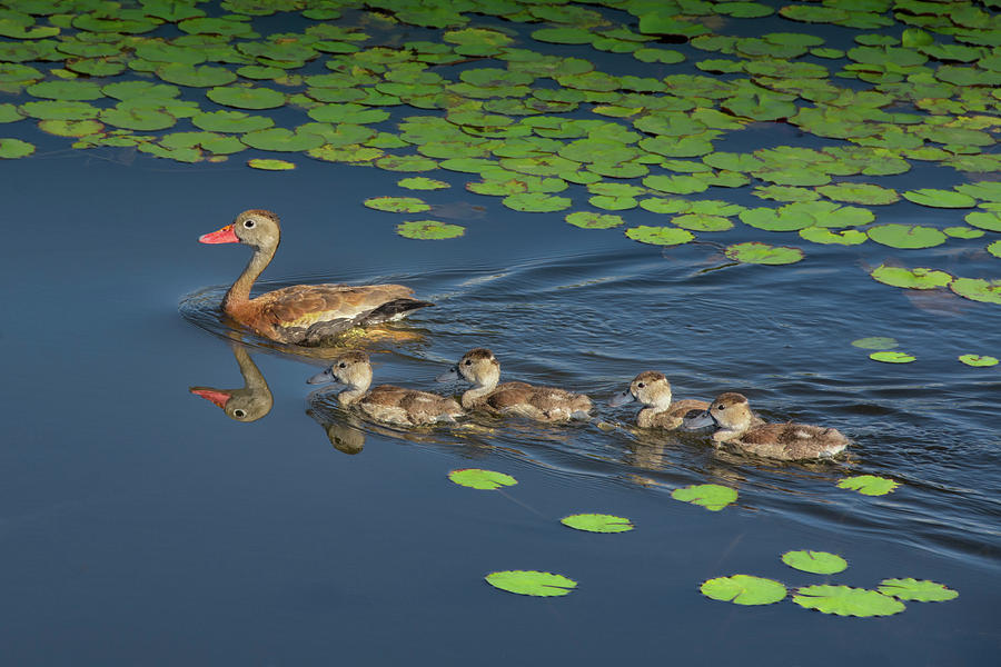 Black-Bellied Whistling Duck Family Photograph by Mitch Spence