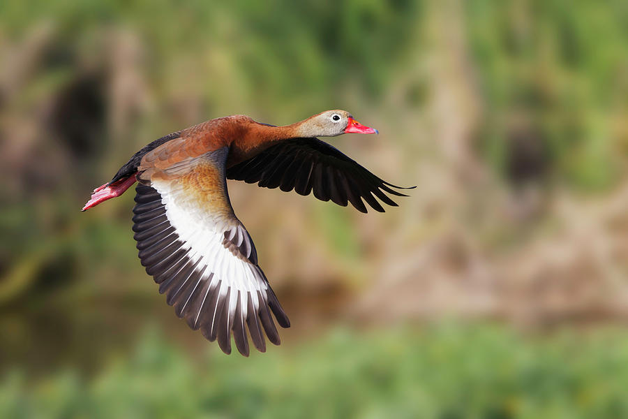 Black-bellied Whistling Duck Flying Photograph by Adam Jones | Pixels