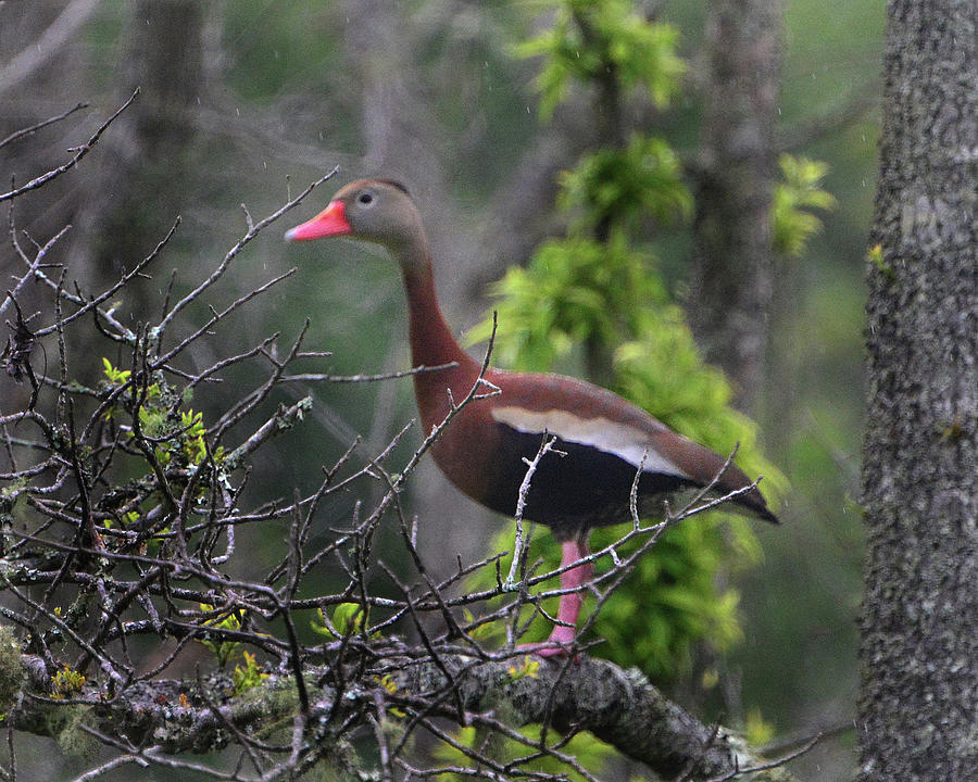 Black-bellied Whistling Duck Photograph by Jerry Griffin
