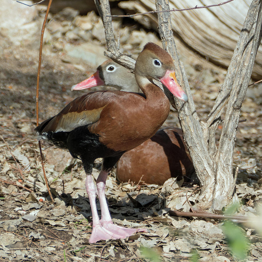 Black-bellied Whistling Ducks Photograph by Laurel Powell