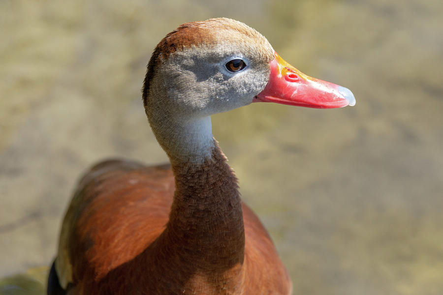 Black Bellied Whistling Duck Profile Portrait Photograph