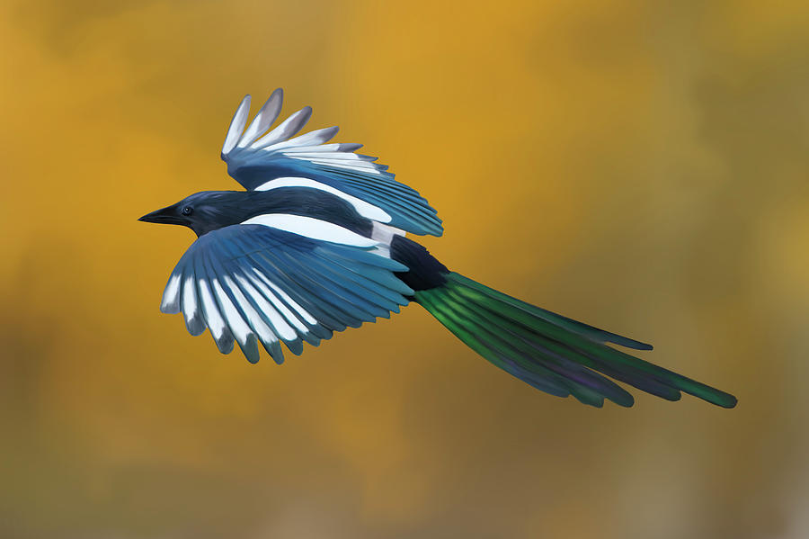 black billed magpie flying