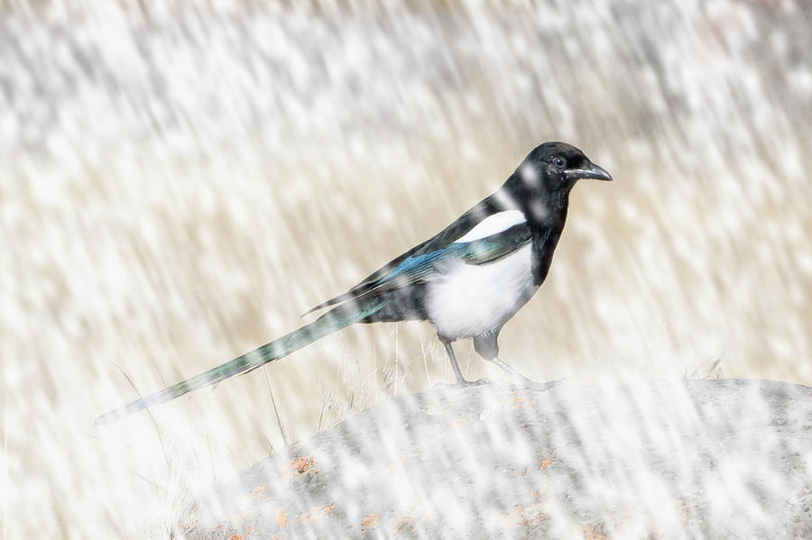 Black-billed Magpie in Snow by Mark Miller Black-billed Magpie in Snow by Mark Miller