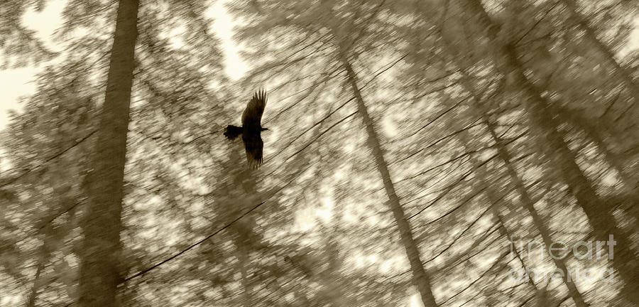 Tree Photograph - Black Bird overhead by Patrick Oliver