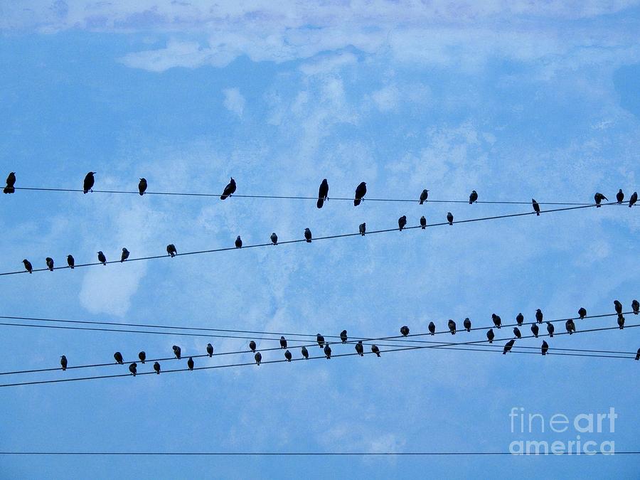 Black Birds on Crossed Wires Photograph by Ella Kaye Dickey