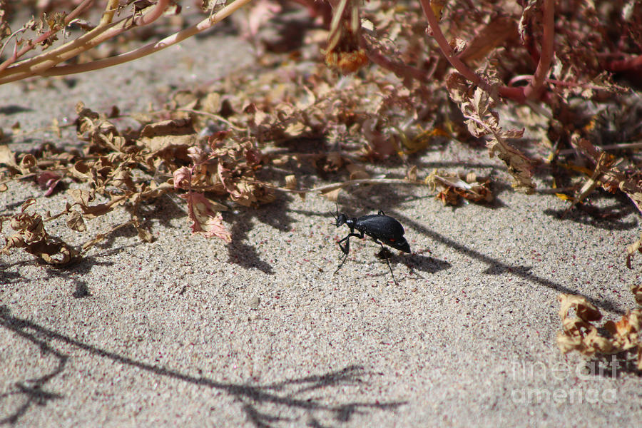 Black Blister Beetle Coachella Preserve Photograph by Colleen Cornelius