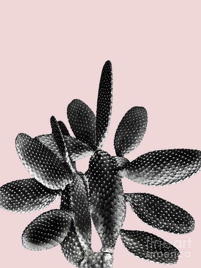 Digital Mixed Media - Black Blush Cactus #1 #plant #decor #art by Anitas and Bellas Art