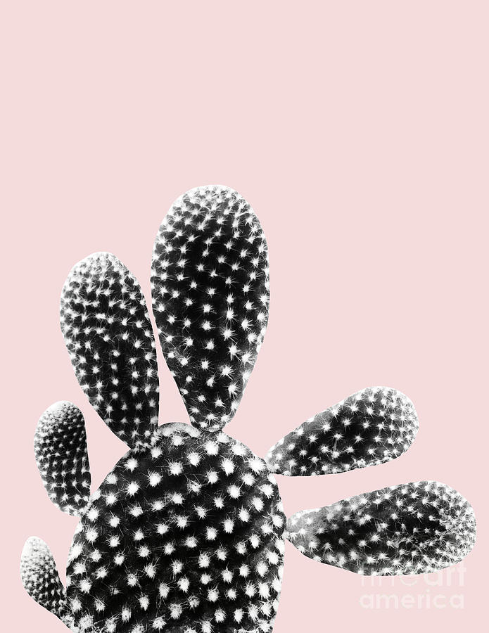 Digital Mixed Media - Black Blush Cactus Dream #1 #plant #decor #art  by Anitas and Bellas Art