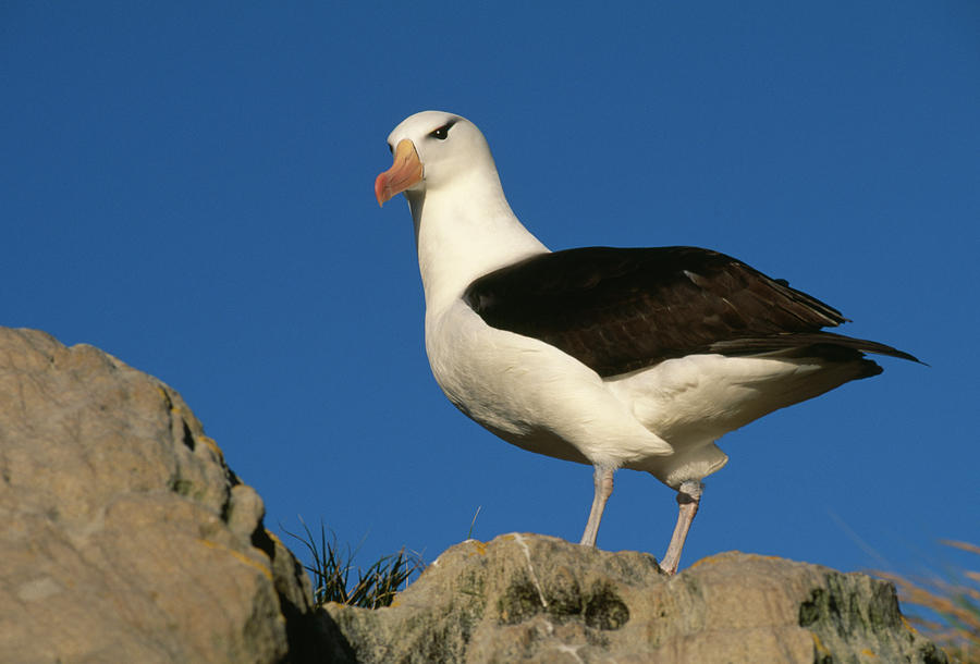 Black-browed Albatross Diomedea Photograph by Nhpa