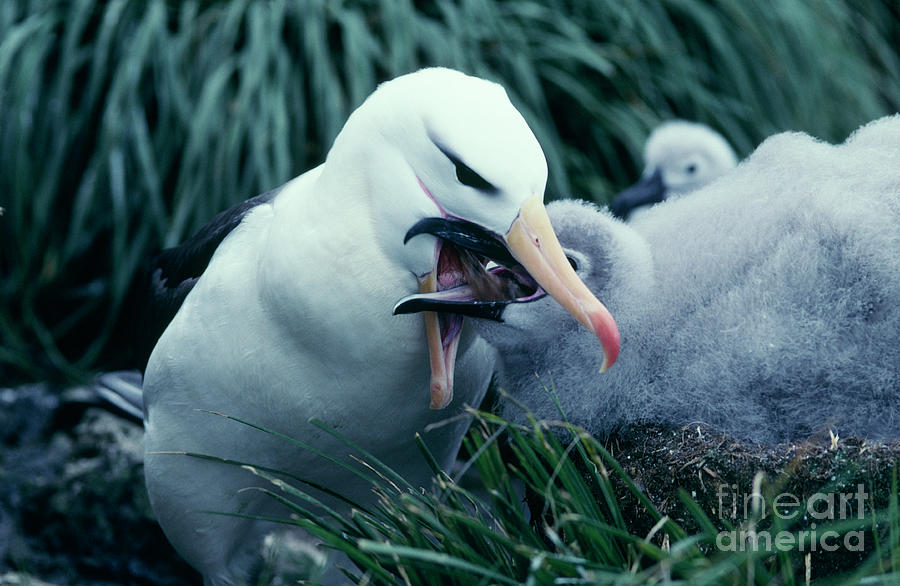 Black-browed Albatross Feeding Its Chick Photograph by British ...