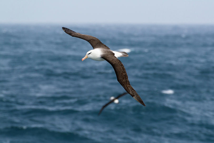 Black-browed Albatross In Flight, Thalassarche Melanophrys ...