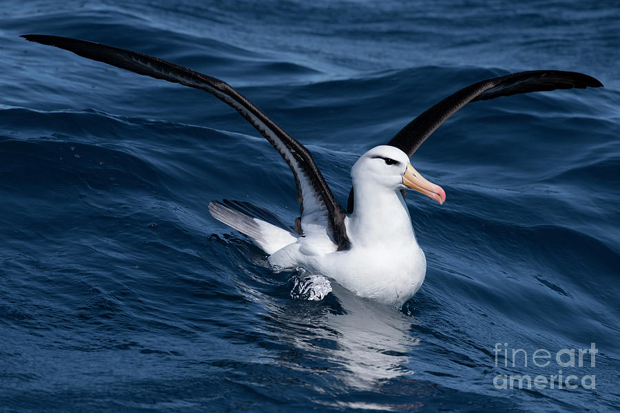 Black-browed Albatross Stretching Wings Photograph by Tony Camacho ...