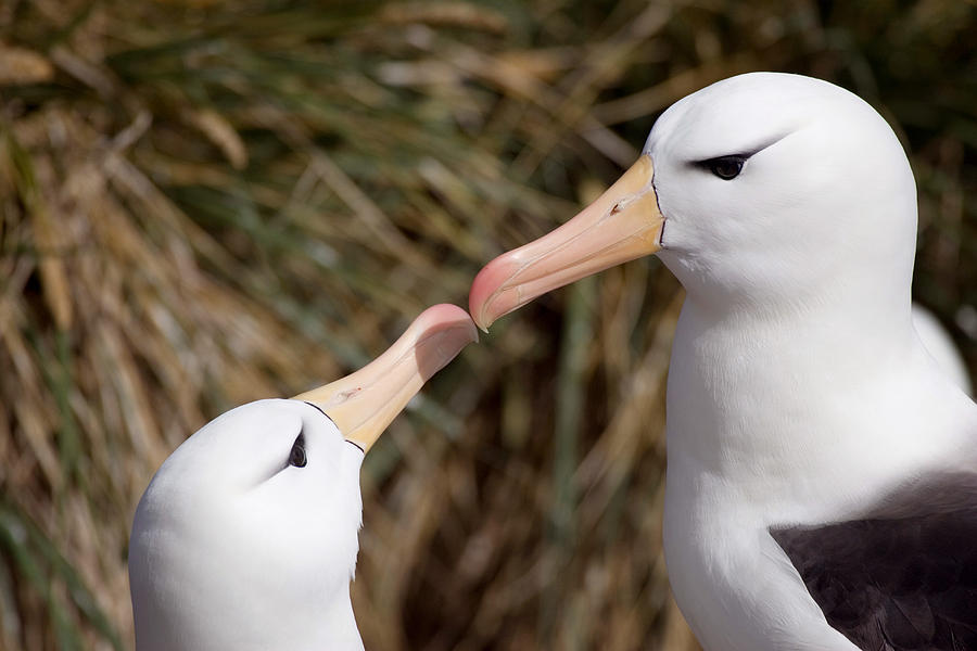 Black-browed Albatrosses Photograph by David Hosking - Fine Art America