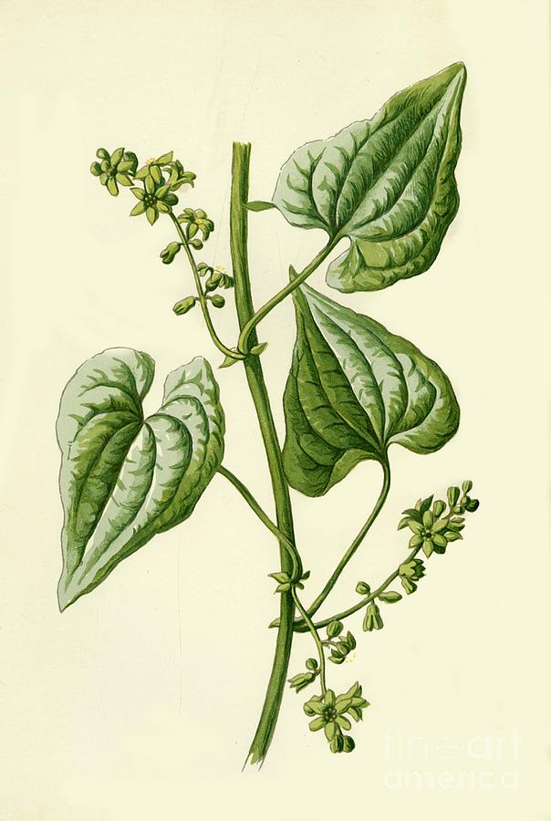 Black Bryony Drawing by Print Collector