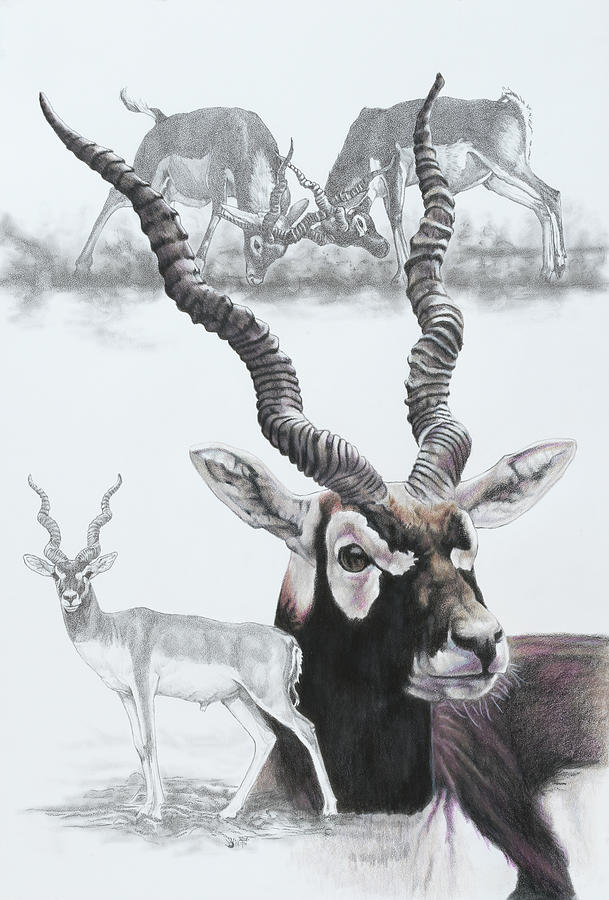 Black Buck Drawing by Kathleen Fiorito - Pixels