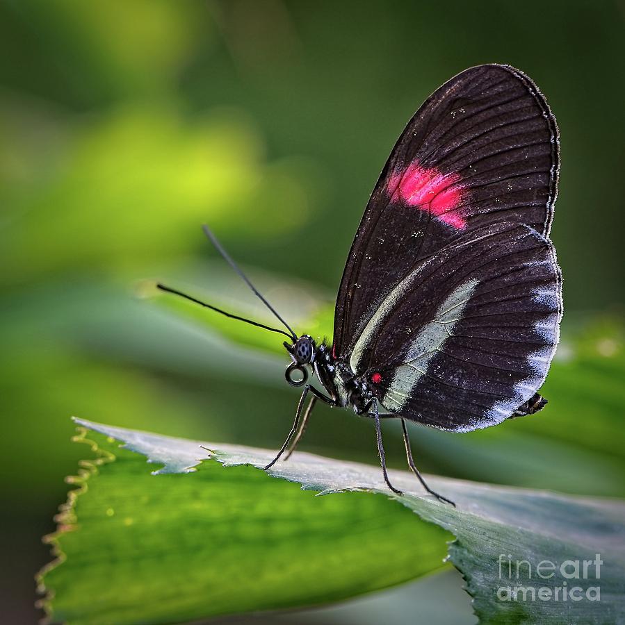 Black butterfly Photograph by Phillip Rubino