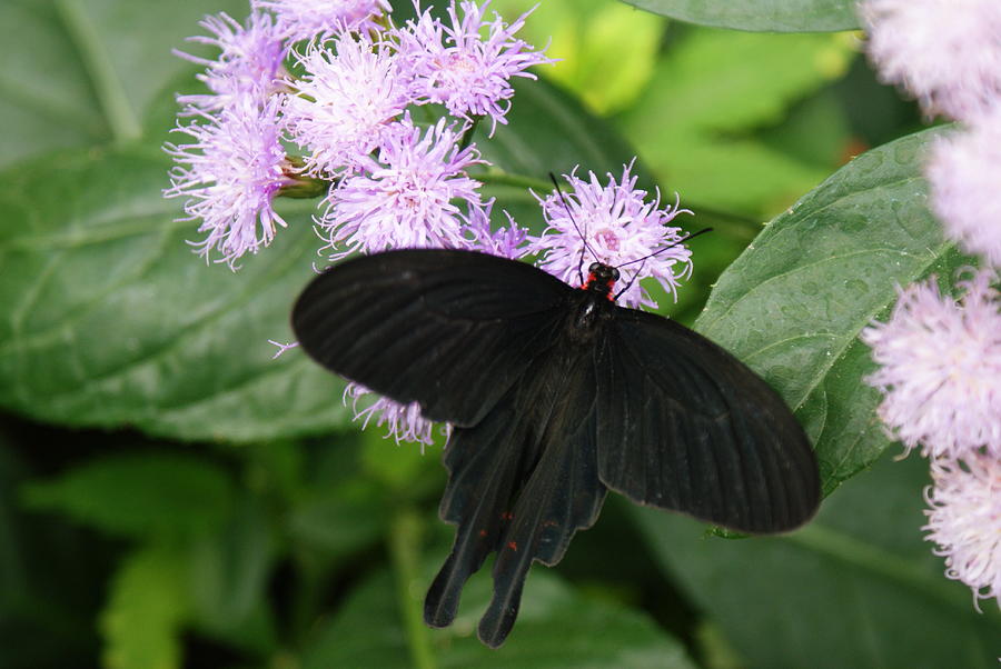 Black Butterfly by Stephanie Pieczynski Black Butterfly by Stephanie Pieczynski