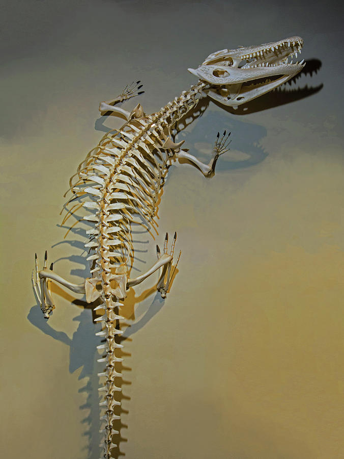Black Caiman Skeleton Photograph by Millard H. Sharp
