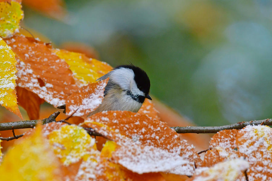 Black Capped Chickadee 8886 Photograph by Michael Peychich