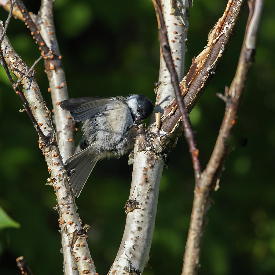 Black-capped chickadee hiding a seed Photograph by Dee Carpenter
