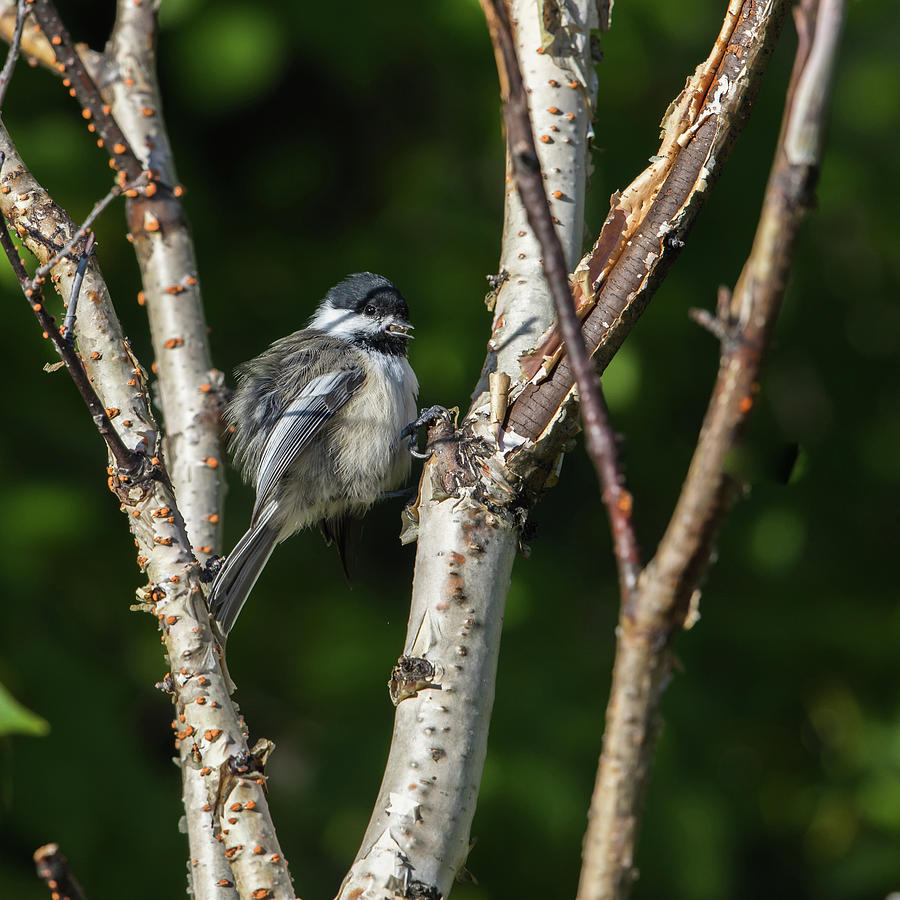 Black-capped chickadee in a birch tree Photograph by Dee Carpenter