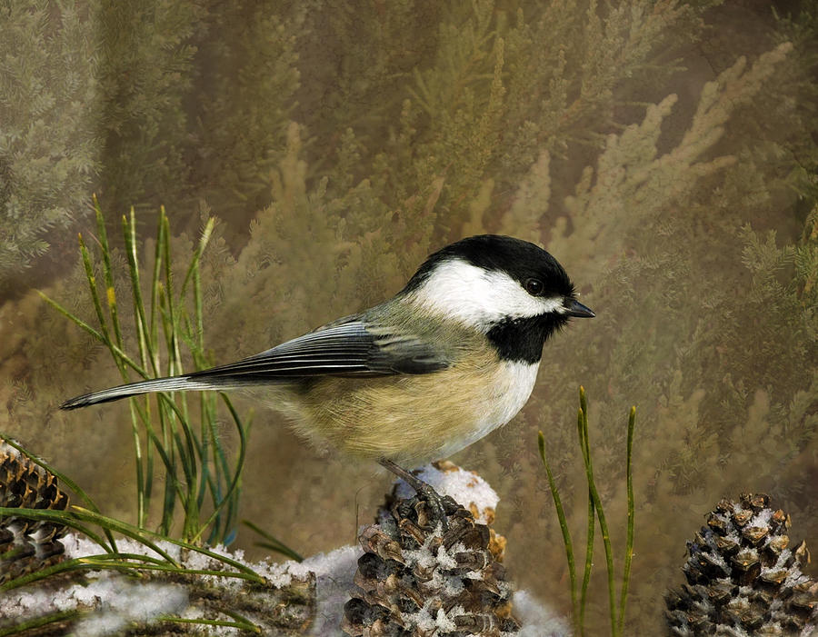 Black Capped Chickadee In a Pine Tree by Sandi OReilly Black Capped Chickadee In a Pine Tree by Sandi OReilly