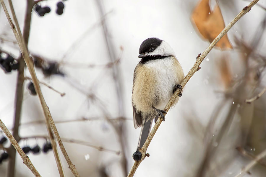 Black Capped Chickadee in Falling Snow Photograph by Peggy Collins