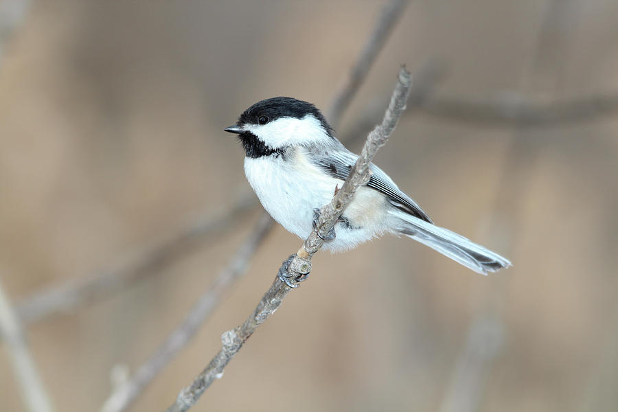 Black-capped Chickadee in Spring Photograph by Marlin and Laura Hum