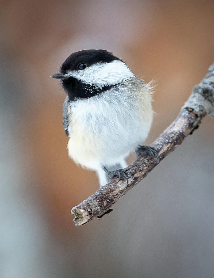 Black-capped Chickadee Photograph By Mike Brickl - Fine Art America