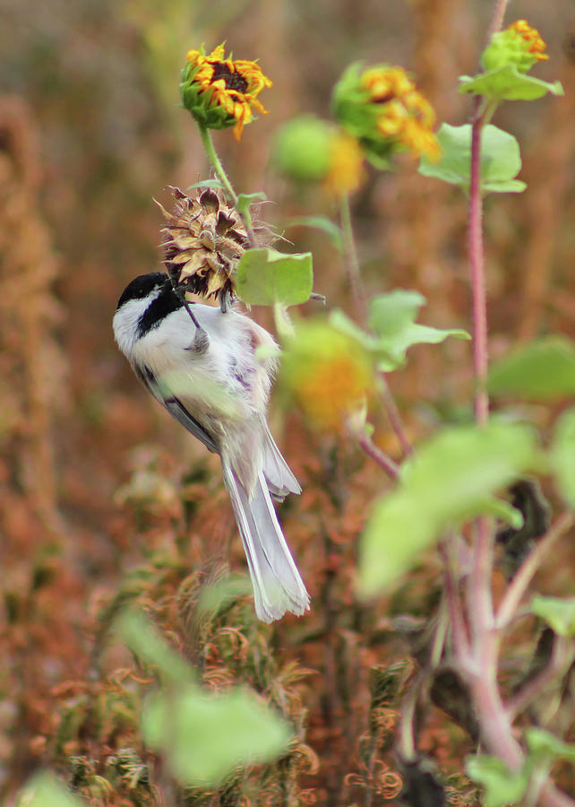 Black Capped Chickadee Photograph by Nick Bonse - Fine Art America