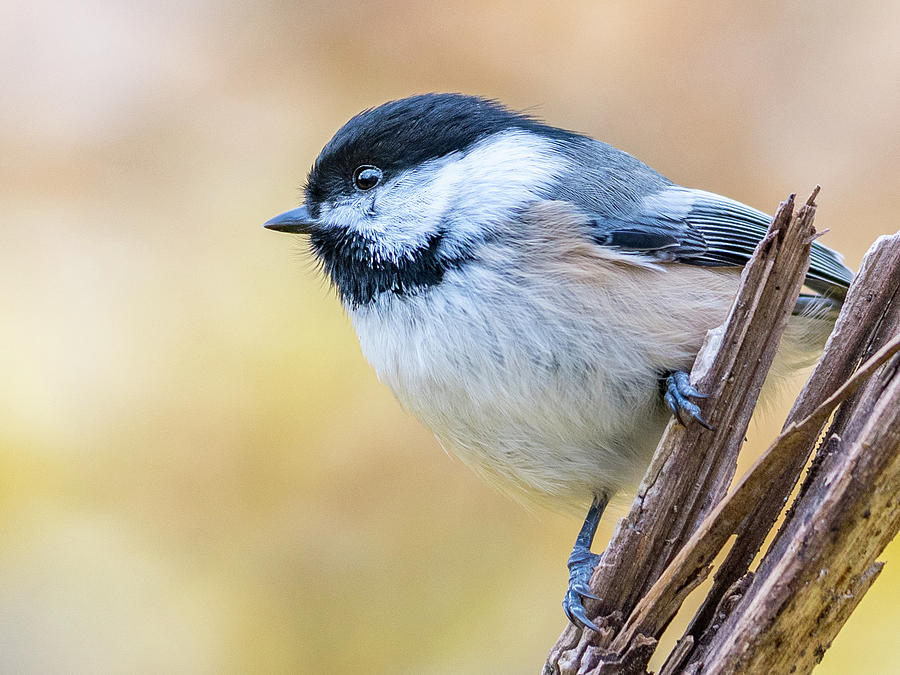 Black-capped Chickadee Photograph by Noble Nuthatch - Fine Art America