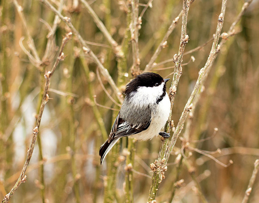Black Capped Chickadee Print Photograph by Gwen Gibson