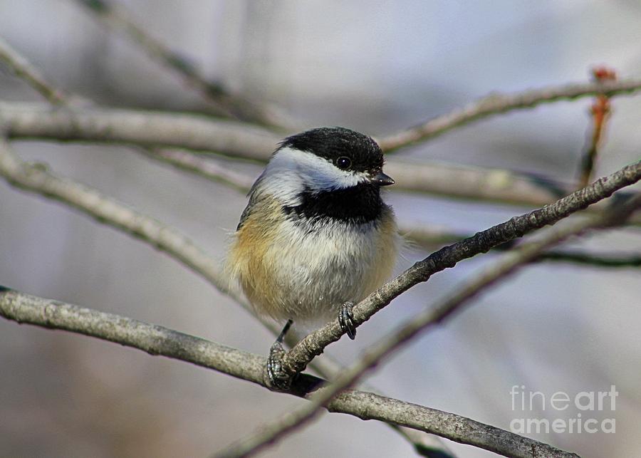 Black Capped Chickadee by Sheila Skogen Black Capped Chickadee by Sheila Skogen