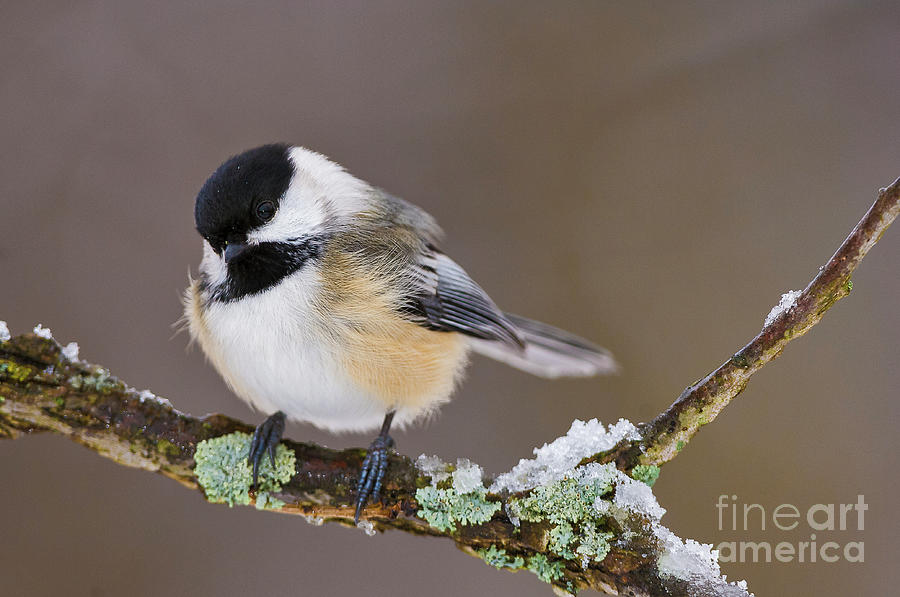 Black-capped Chickadee with snow and lichen Photograph by Mark Graf