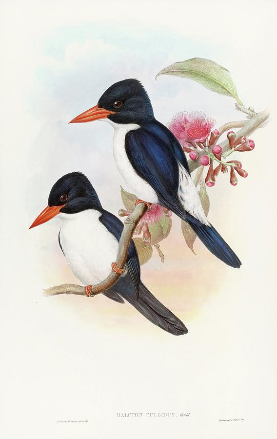 Black-capped Kingfisher Painting by John Gould Black-capped Kingfisher Painting by John Gould
