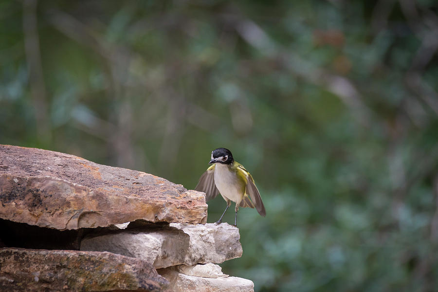Black Capped Vireo Surprise No 3 Of 4 Photograph