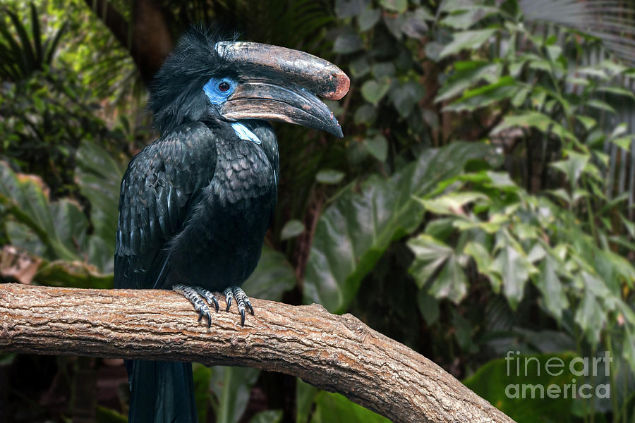 Black-casqued Hornbill Photograph by Arterra Picture Library