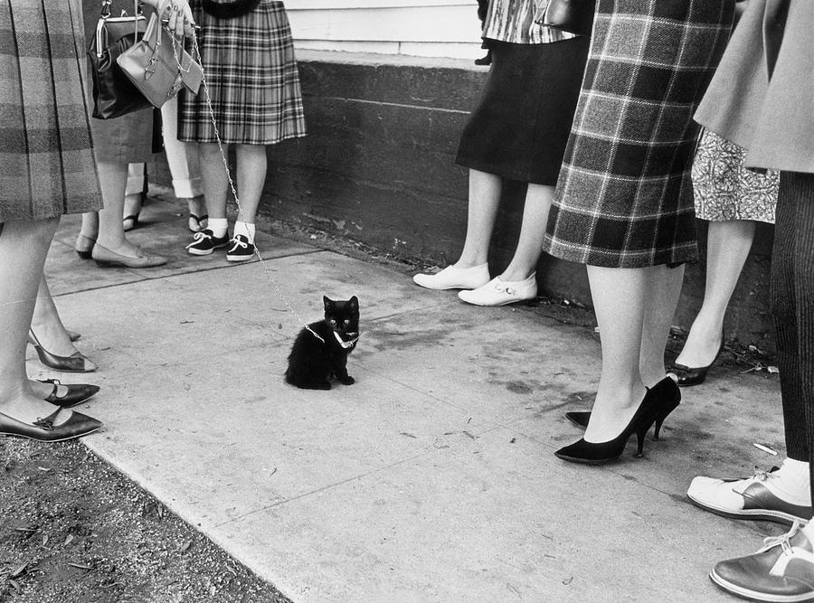 Black Cat Auditions Photograph by Ralph Crane