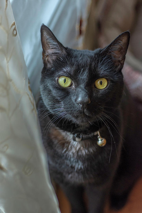 Black Cat By Curtains Photograph