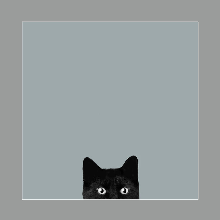 black cat by David Brookwell black cat by David Brookwell